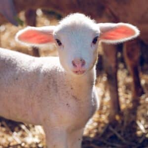 Teaching, a Sacred Trust