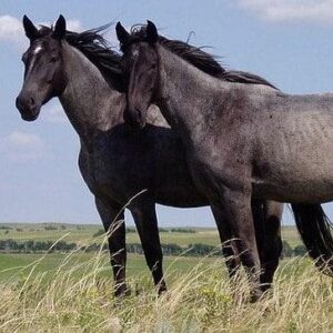 Breaking a Horse