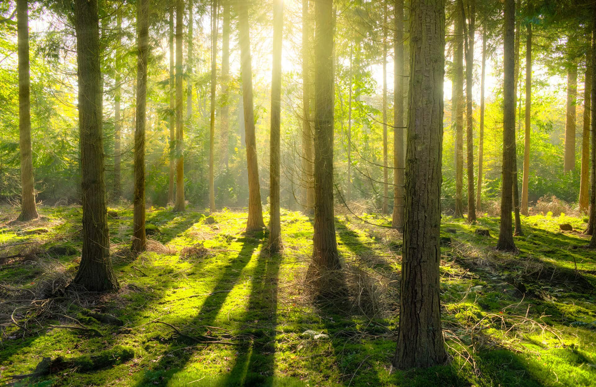 Forest with Trees Casting Shadows