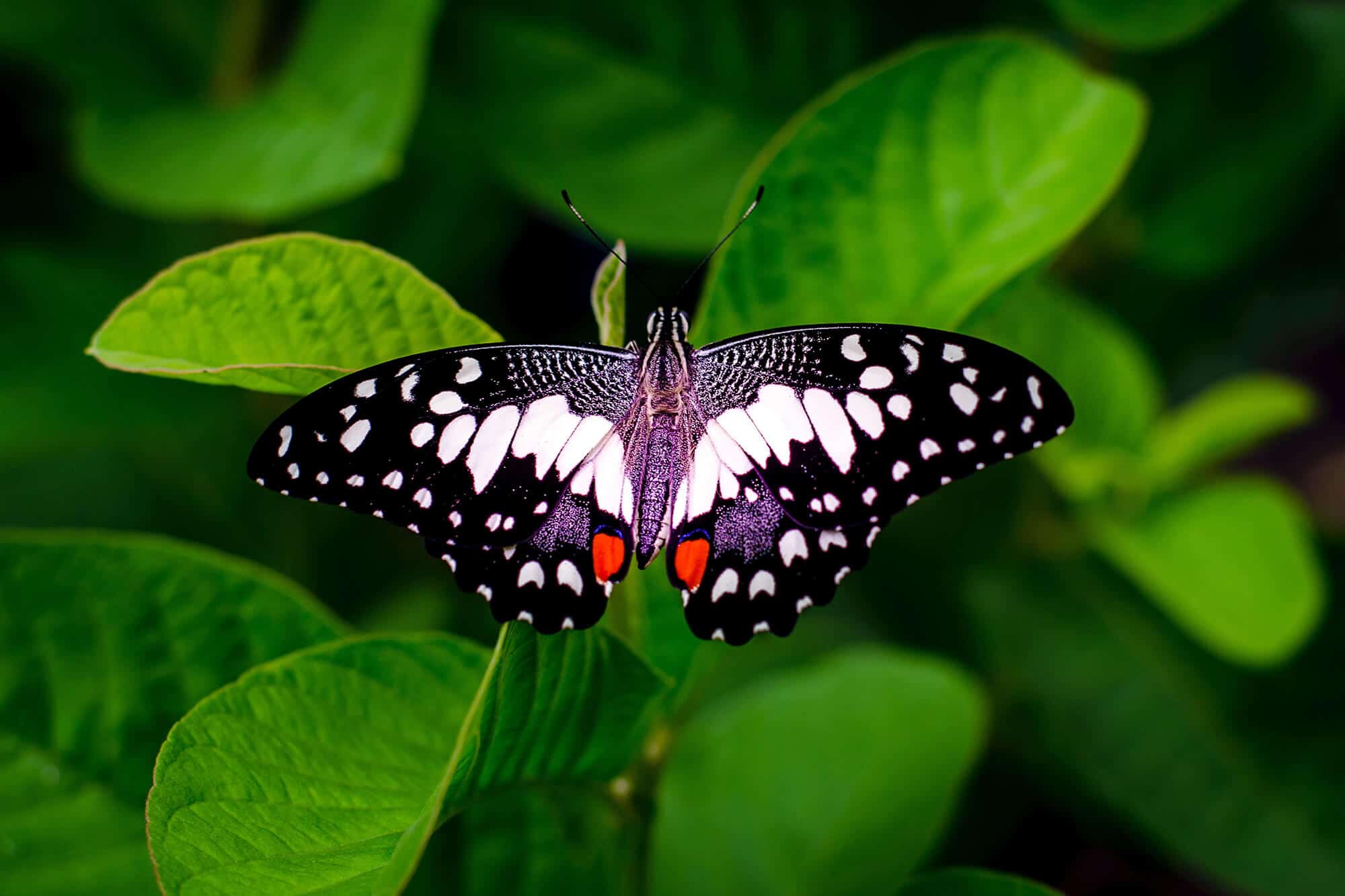 Purple Butterfly on Green Leaves
