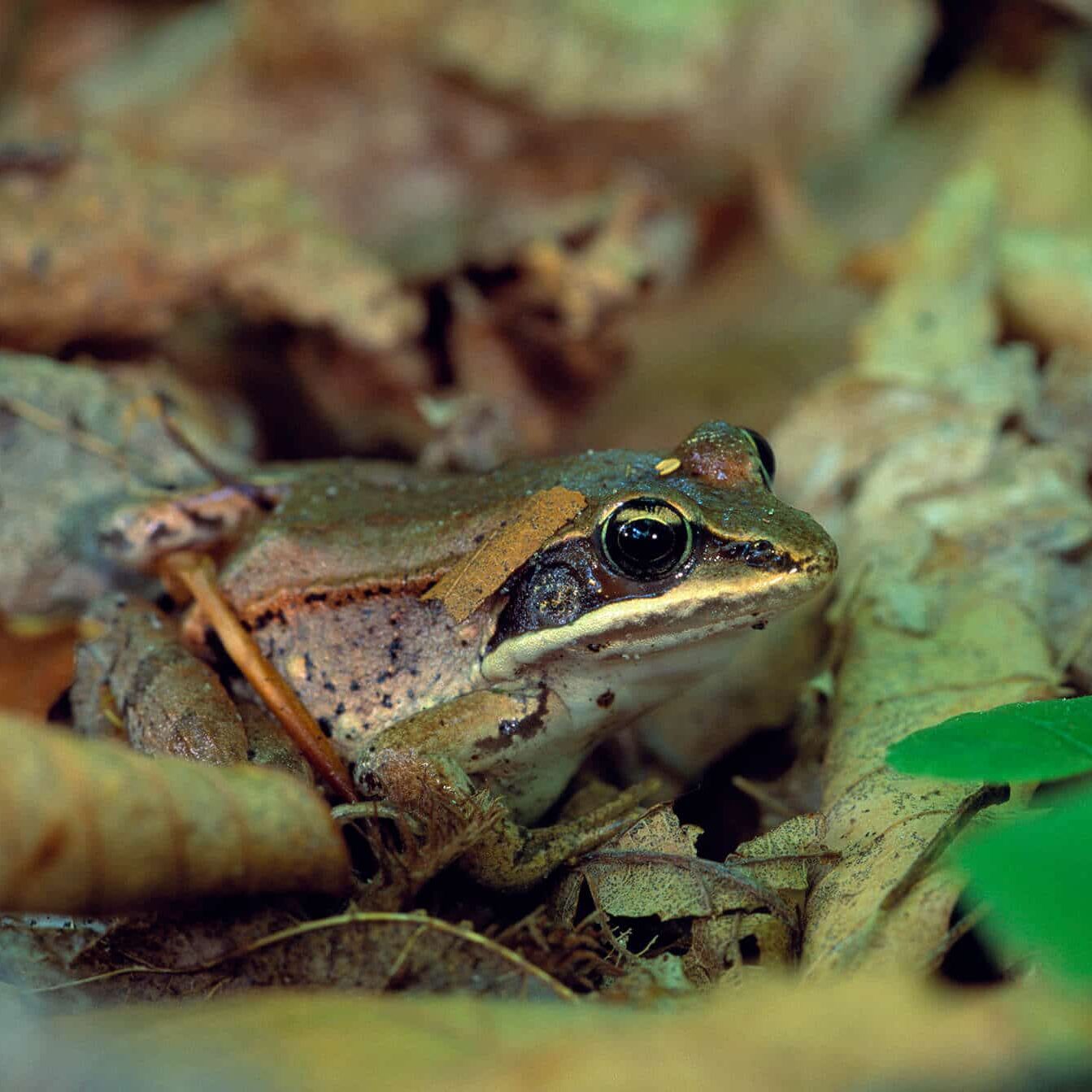Denali Tree Frog