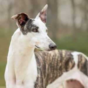 The Big Pioneer Greyhound