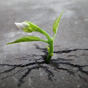 Truth Sprouts