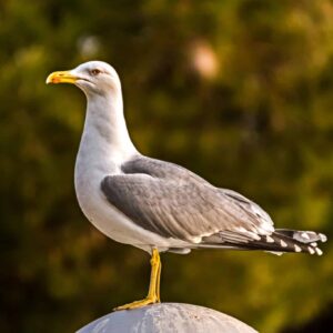 Miracle of the Seagulls