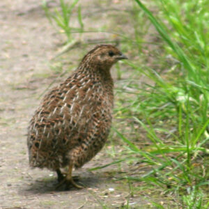 The Miracle of the Quail