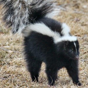 Skunk on the Highway