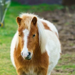 The Tithing Pony
