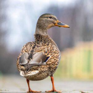 The Jaywalking Duck