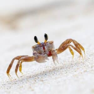 Sand Crab Watchers