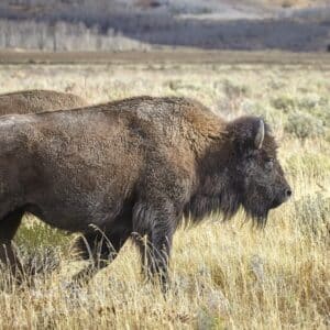 Fat Buffaloes to the Rescue