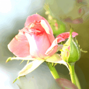 A Rose and a Rosebud 