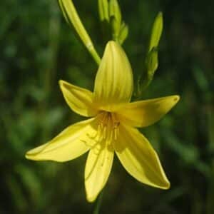 The Daylily