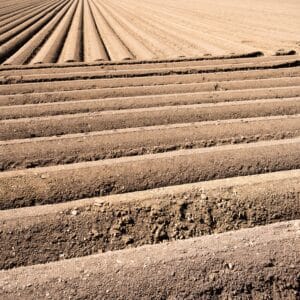 Plowed During the Night