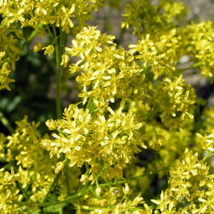 Dyer’s Woad