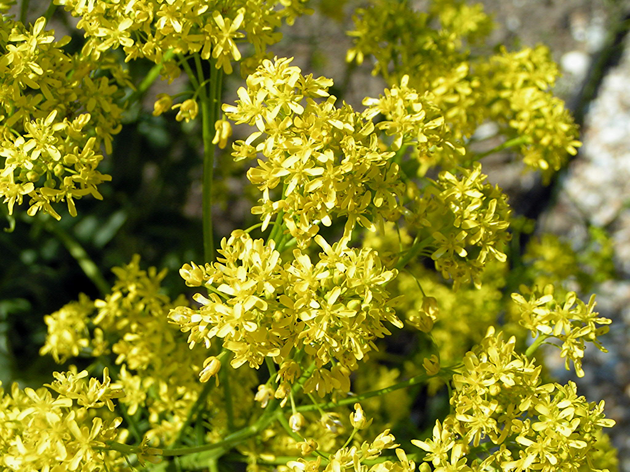 Dyer’s Woad
